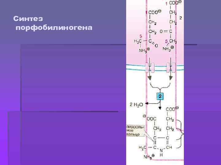 Синтез порфобилиногена 