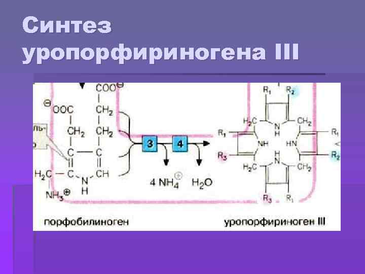 Синтез уропорфириногена III 