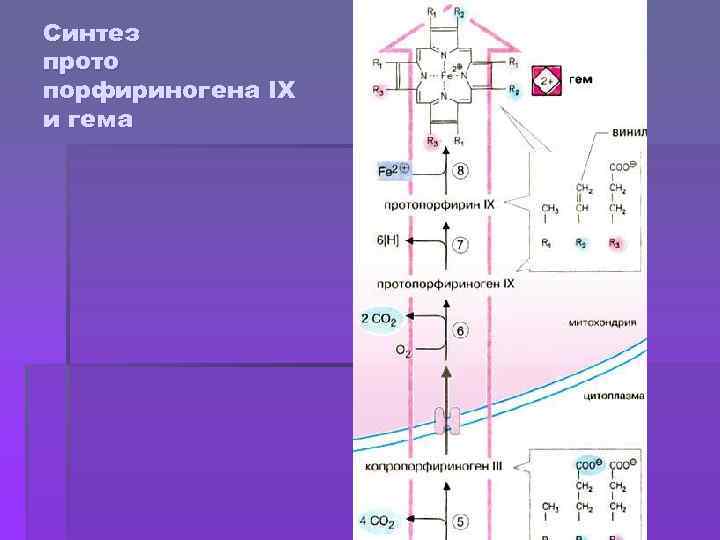 Синтез прото порфириногена IX и гема 