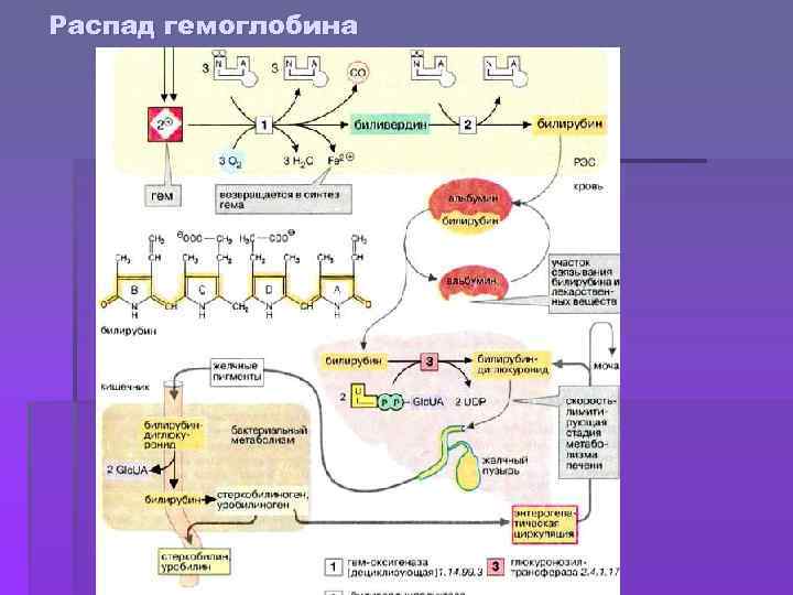 Распад гемоглобина 