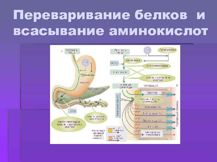 Переваривание белков и всасывание аминокислот 