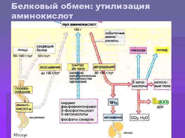 Белковый обмен: утилизация аминокислот 