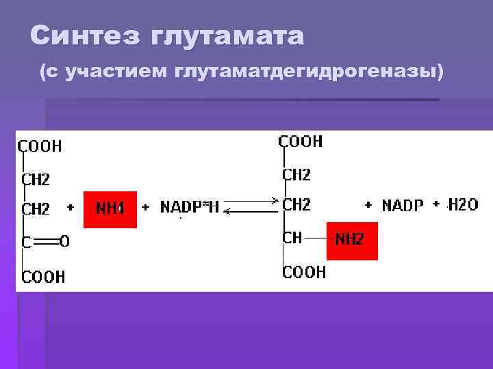 Синтез глутамата (с участием глутаматдегидрогеназы) 