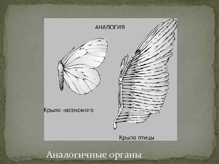 Аналогичные органы 