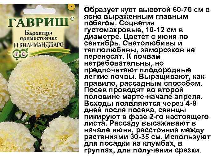 Образует куст высотой 60 -70 см с ясно выраженным главным побегом. Соцветия густомахровые, 10