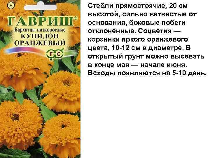 Стебли прямостоячие, 20 см высотой, сильно ветвистые от основания, боковые побеги отклоненные. Соцветия —