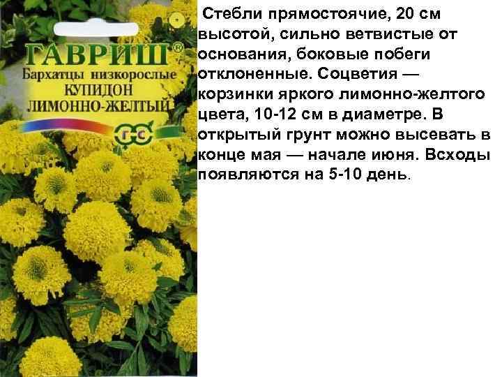  Стебли прямостоячие, 20 см высотой, сильно ветвистые от основания, боковые побеги отклоненные. Соцветия