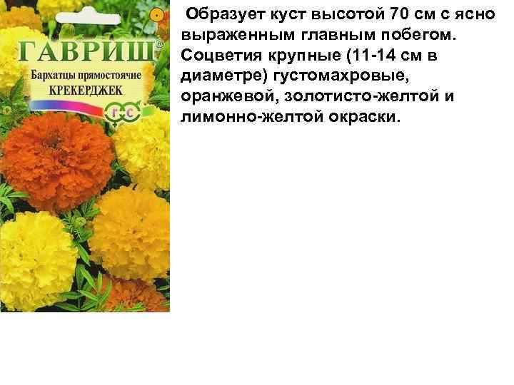  Образует куст высотой 70 см с ясно выраженным главным побегом. Соцветия крупные (11