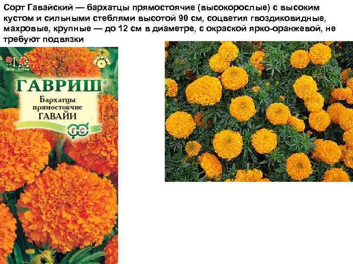 Сорт Гавайский — бархатцы прямостоячие (высокорослые) с высоким кустом и сильными стеблями высотой 90