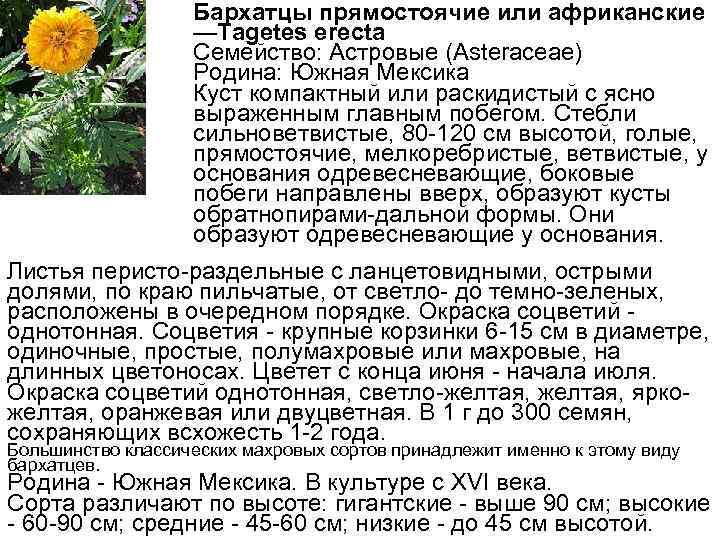 Бархатцы прямостоячие или африканские —Tagetes erecta Семейство: Астровые (Asteraceae) Родина: Южная Мексика Куст компактный