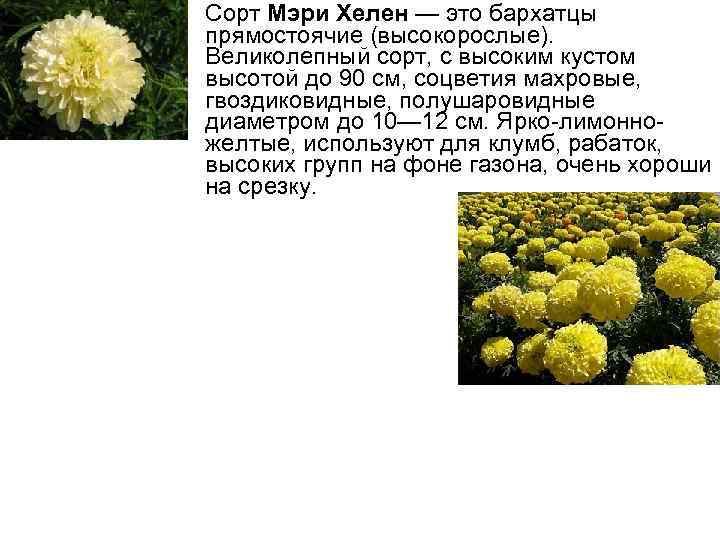 Сорт Мэри Хелен — это бархатцы прямостоячие (высокорослые). Великолепный сорт, с высоким кустом высотой