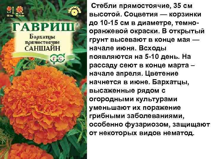  Стебли прямостоячие, 35 см высотой. Соцветия — корзинки до 10 -15 см в