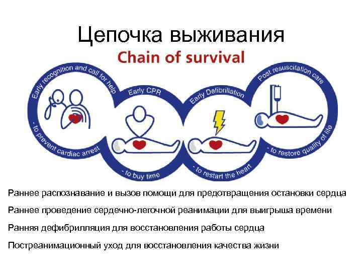 Цепочка выживания Раннее распознавание и вызов помощи для предотвращения остановки сердца Раннее проведение сердечно-легочной