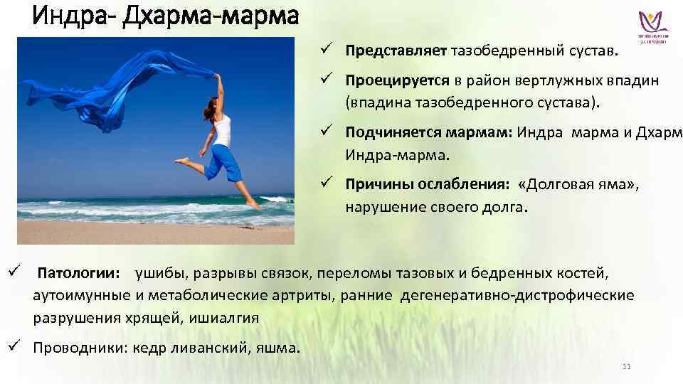 Индра- Дхарма-марма ü Представляет тазобедренный сустав. ü Проецируется в район вертлужных впадин (впадина тазобедренного