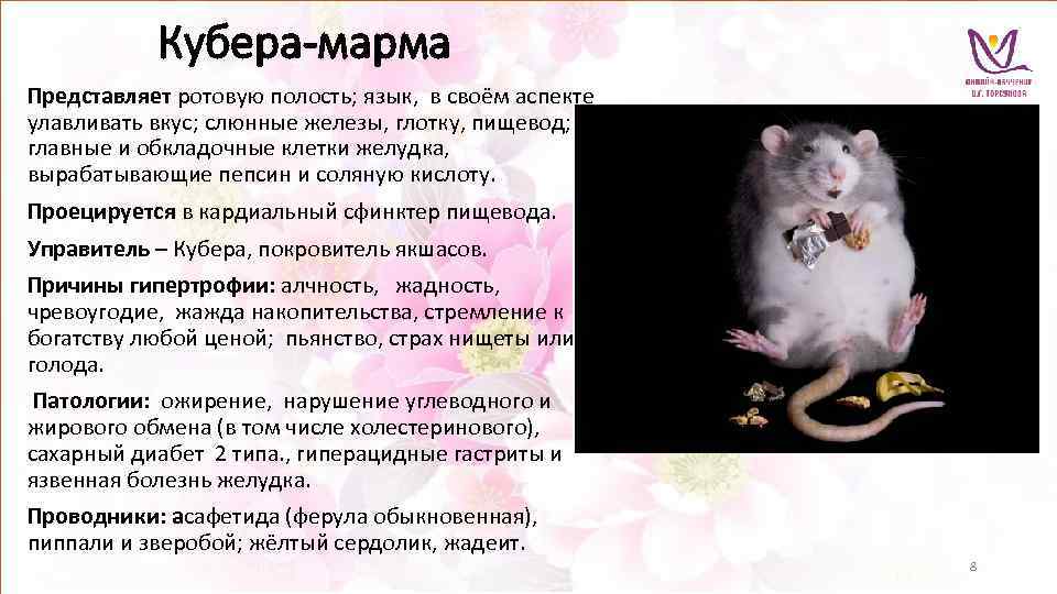 Кубера-марма Представляет ротовую полость; язык, в своём аспекте улавливать вкус; слюнные железы, глотку, пищевод;