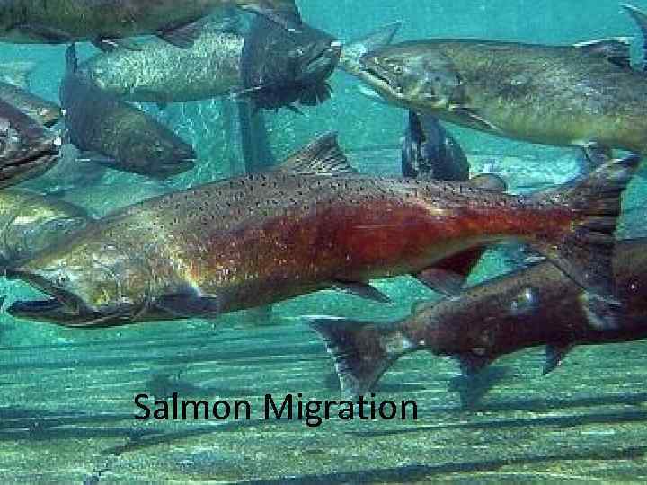 Salmon Migration 