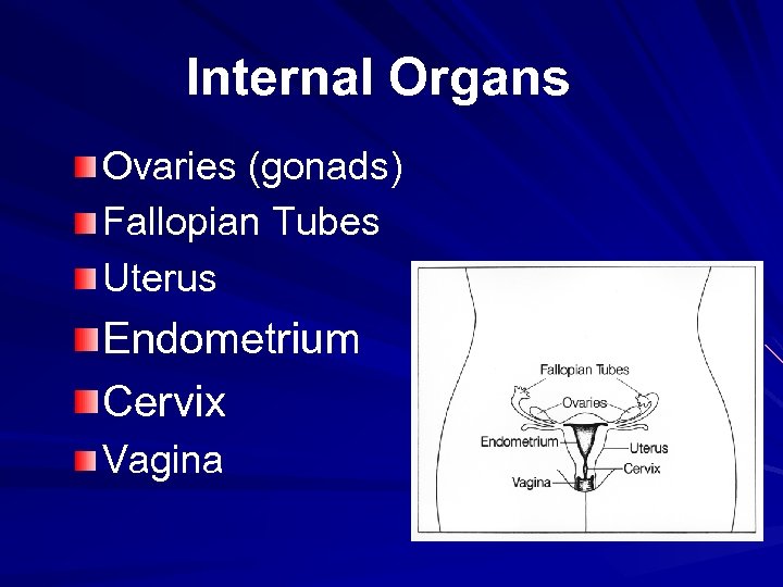 Internal Organs Ovaries (gonads) Fallopian Tubes Uterus Endometrium Cervix Vagina 