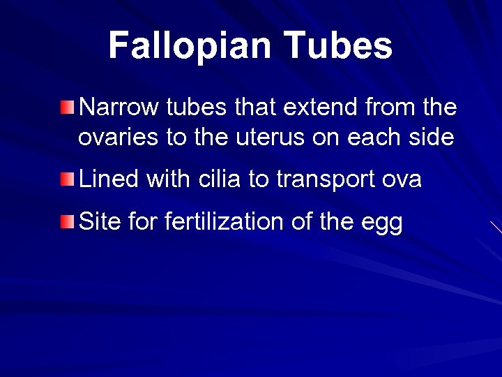 Fallopian Tubes Narrow tubes that extend from the ovaries to the uterus on each