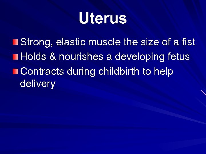 Uterus Strong, elastic muscle the size of a fist Holds & nourishes a developing