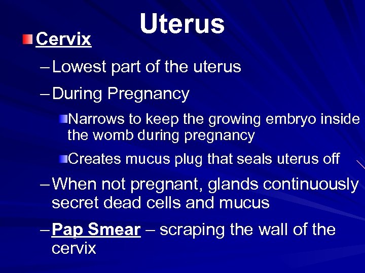 Uterus Cervix – Lowest part of the uterus – During Pregnancy Narrows to keep