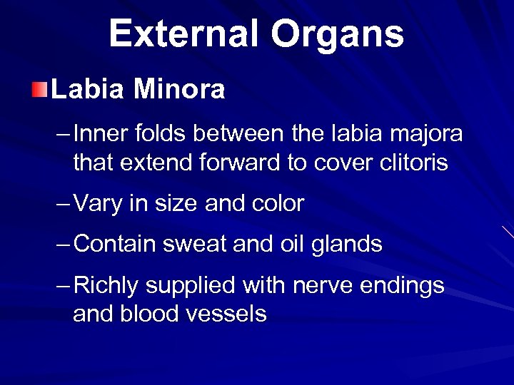 External Organs Labia Minora – Inner folds between the labia majora that extend forward