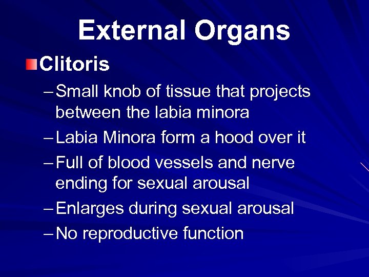 External Organs Clitoris – Small knob of tissue that projects between the labia minora
