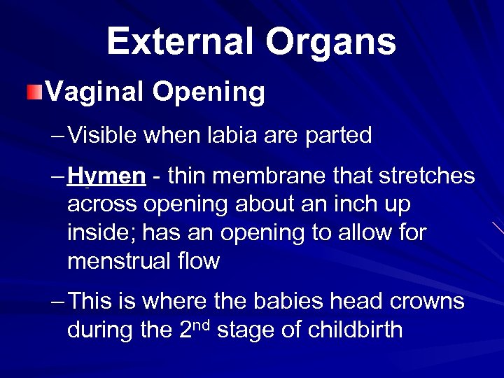 External Organs Vaginal Opening – Visible when labia are parted – Hymen - thin