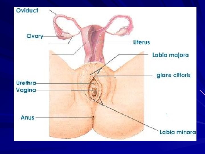 Uterus Didelphys Porn