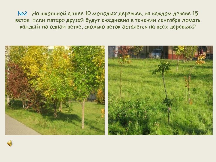 № 2 На школьной аллее 10 молодых деревьев, на каждом дереве 15 веток. Если