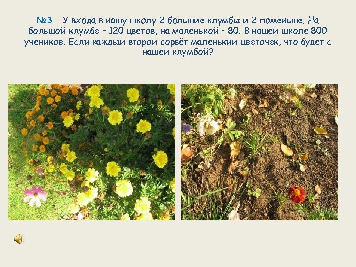 № 3 У входа в нашу школу 2 большие клумбы и 2 поменьше. На