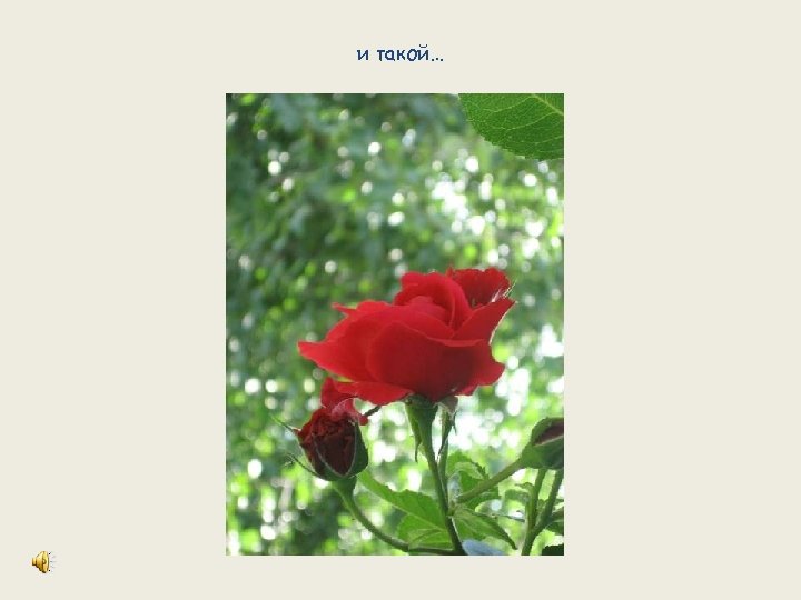 и такой… 