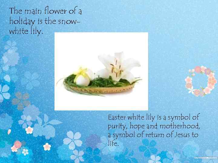 The main flower of a holiday is the snowwhite lily. Easter white lily is