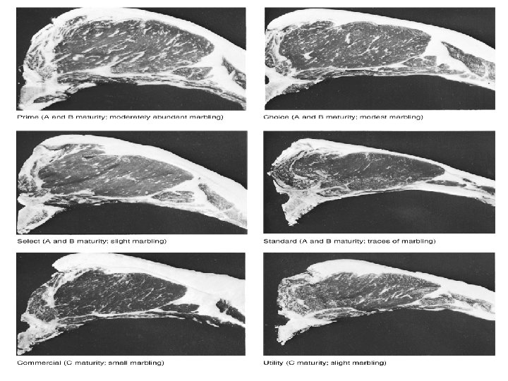 Figure 8. 4 Exposed ribeye muscles (between the 12 th and 13 th ribs)