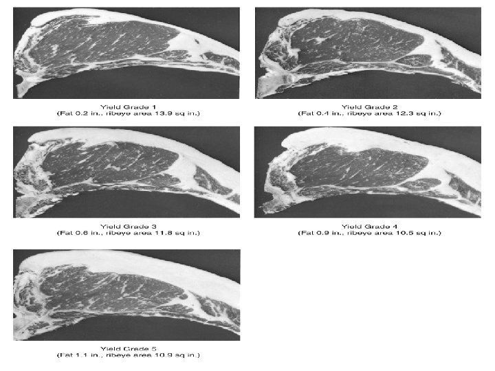 Figure 8. 7 The five yield grades of beef shown at the 12 th