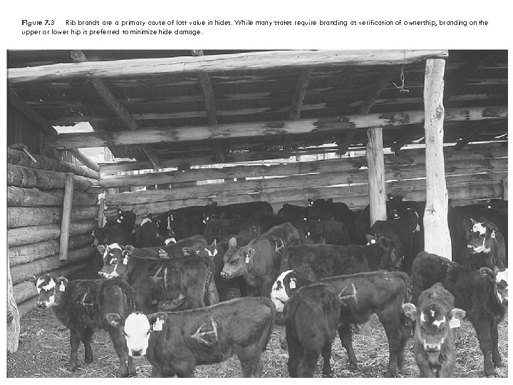 Figure 7. 3 Rib brands are a primary cause of lost value in hides.