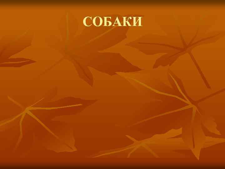 СОБАКИ 