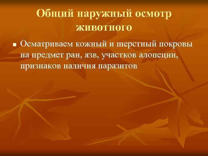 Общий наружный осмотр животного n Осматриваем кожный и шерстный покровы на предмет ран, язв,