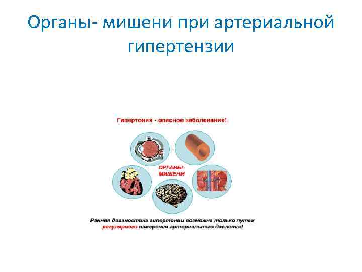 Органы- мишени при артериальной гипертензии 