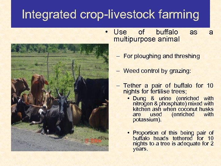 Integrated crop-livestock farming • Use of buffalo multipurpose animal as a – For ploughing