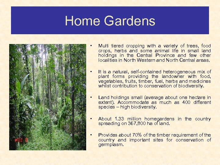 Home Gardens • Multi tiered cropping with a variety of trees, food crops, herbs