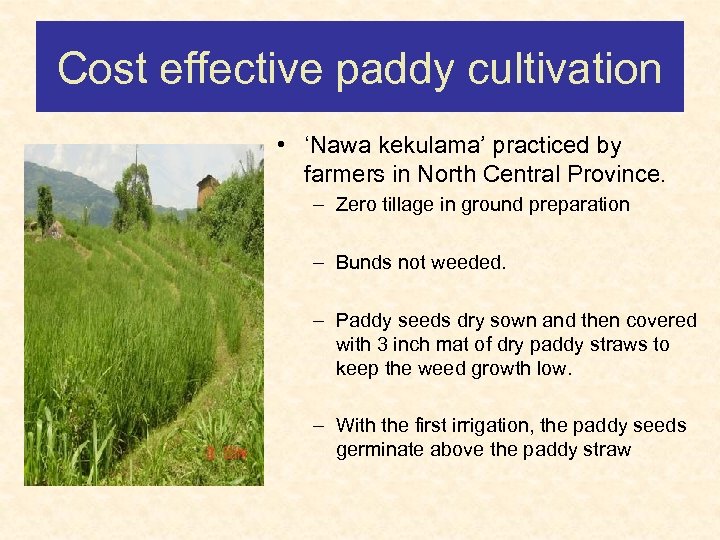 Cost effective paddy cultivation • ‘Nawa kekulama’ practiced by farmers in North Central Province.