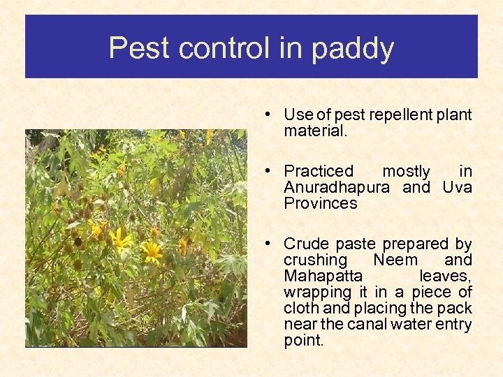 Pest control in paddy • Use of pest repellent plant material. • Practiced mostly