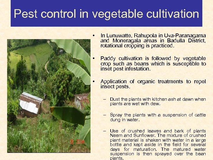Pest control in vegetable cultivation • In Lunuwatte, Rahupola in Uva-Paranagama and Moneragala areas