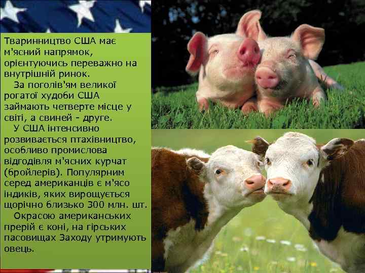 Тваринництво США має м'ясний напрямок, орієнтуючись переважно на внутрішній ринок. За поголів'ям великої рогатої