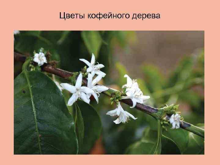 Цветы кофейного дерева 