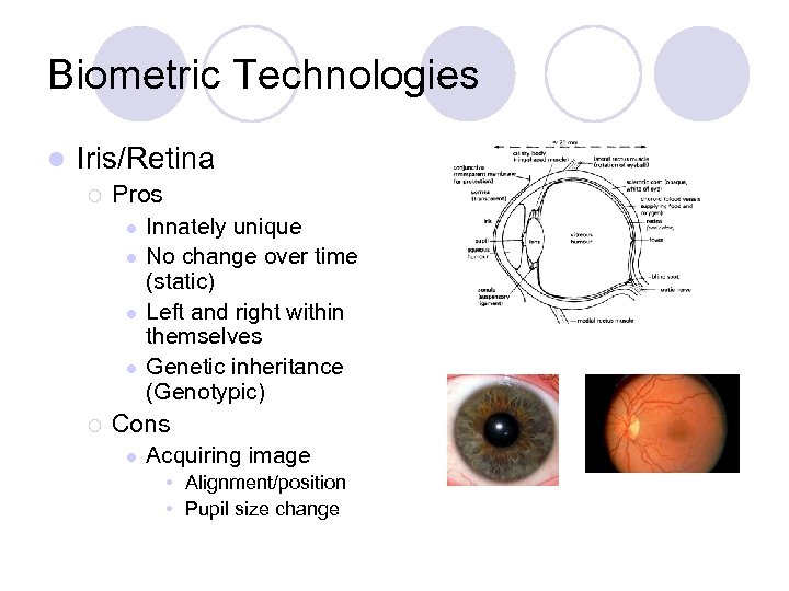 Biometric Technologies l Iris/Retina ¡ Pros l l ¡ Innately unique No change over