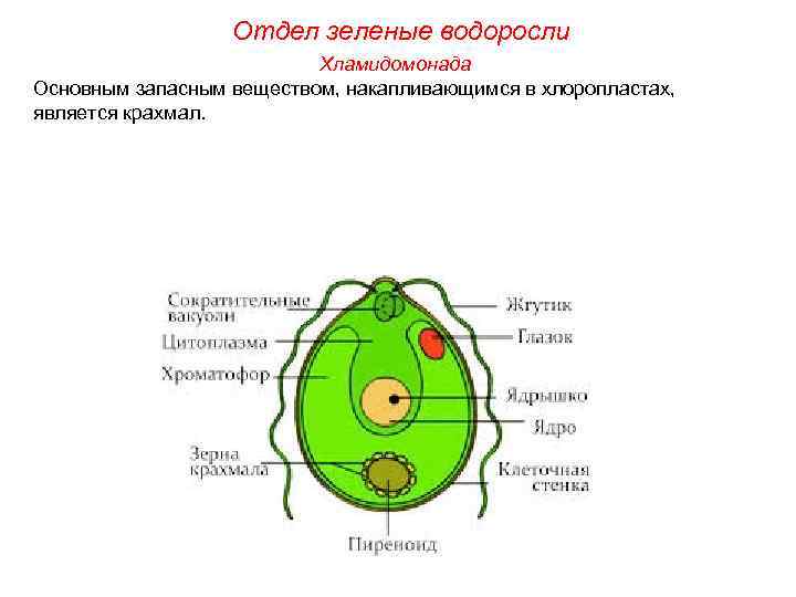 Отдел зеленые водоросли Хламидомонада Основным запасным веществом, накапливающимся в хлоропластах, является крахмал. 