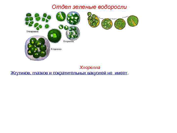 Отдел зеленые водоросли Хлорелла Жгутиков, глазков и сократительных вакуолей не имеет. 