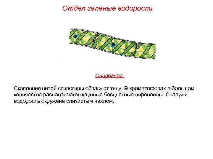 Отдел зеленые водоросли Спирогира. Скопления нитей спирогиры образуют тину. В хроматофорах в большом количестве