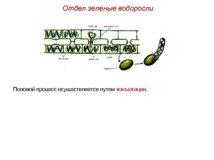 Отдел зеленые водоросли Половой процесс осуществляется путем конъюгации. 
